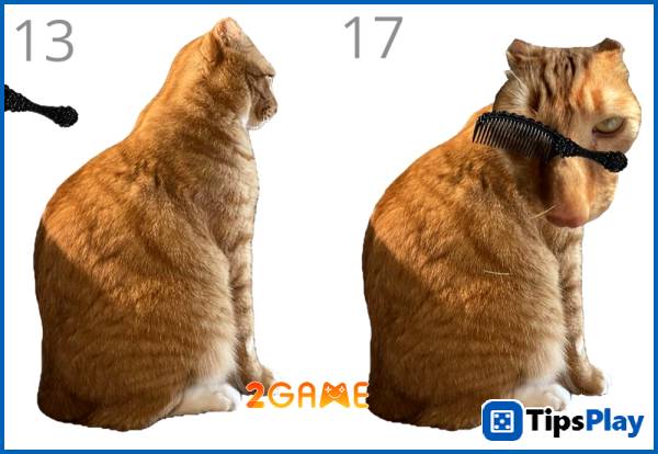 images 2 of Brush Jjaemu &ndash; When 'grooming cats' becomes a risky activity