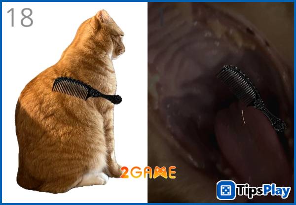 images 3 of Brush Jjaemu &ndash; When 'grooming cats' becomes a risky activity